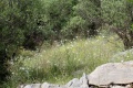 Μικρογραφία για την έκδοση της 12:50, 17 Αυγούστου 2015